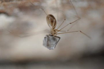 Long legged house spider (Pholcus) with prey