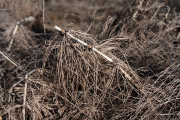 Dried plants lie on the ground
