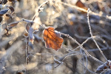Morning walk through the forest on a frosty day.