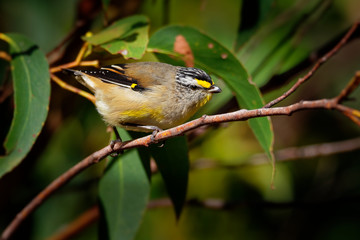 Striated Pardalote - Pardalotus striatus the least colourful pardalote species living in Australia, other common names include pickwick, wittachew and chip-chip