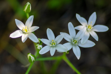 Ornithogalum umbellatum grass lily in bloom, small ornamental and wild white flowering springtime plant