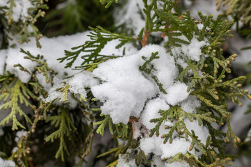 Fir Tree Branch Covered With Snow