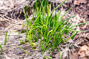 Sprouts of a green chive grow strongly through old brown leaves and grass, very early spring, snow just smelted in in very first warm and sunny spring days