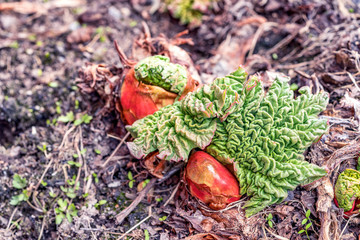 Sprout of a rhubarb with a leaf in a garden in the spring at first sunny days when buds appear from...