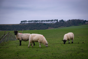 Fototapeta premium sheeps gazing the grass