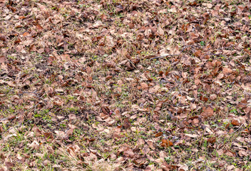 Sprouts of a fresh new green grass grow strongly through old brown grass and leaves under the trees, very early spring, snow just smelted in in very first warm and sunny spring days