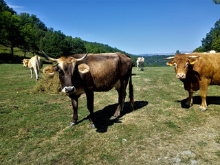 Fototapeta premium Cows-relaxing