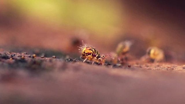 Collembole - Springtail - Dicyrtomina saundersi - collembola - microscopic animal vivant dans les sous-bois
