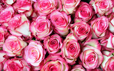 Background of pink and white roses for the wedding, for greeting cards, invitations, etc.