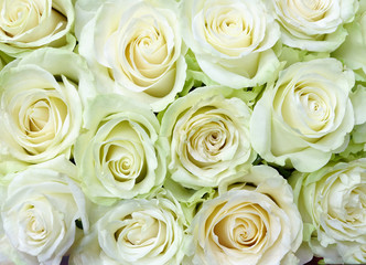 Background of delicate white roses for the wedding, for greeting cards, invitations, etc.