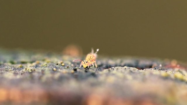 Collembole - Springtail - Dicyrtomina saundersi - collembola - microscopic animal vivant dans les sous-bois