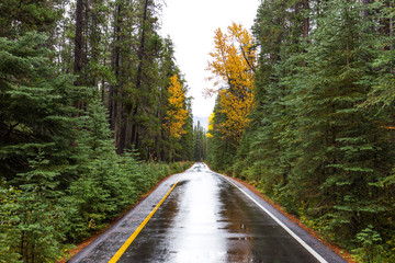 Wet Road in Banff National Park going off into a distance through thick trees with fall colors 