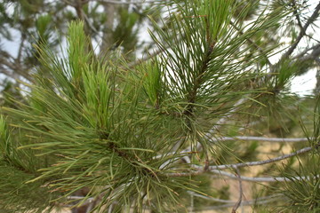 Pine branch closeup endemic in Larnaca Cyprus