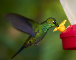 Hummingbird feeding 