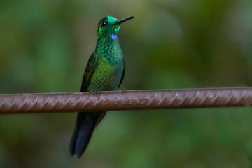 Green-crowned Brilliant