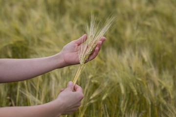 Ears of rye in women's hands. Environmentally friendly product.