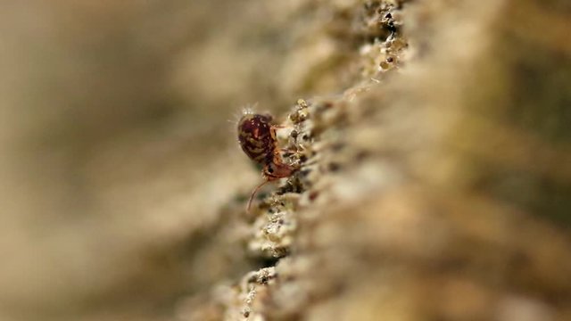 Collembole - Springtail - Dicyrtomina saundersi - collembola - microscopic animal vivant dans les sous-bois
