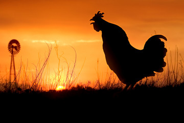 An adult chicken rooster crowing ath the morning sunrise.