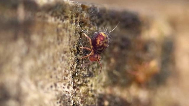Collembole - Springtail - Dicyrtomina saundersi - collembola - microscopic animal vivant dans les sous-bois