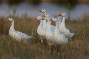 Obraz premium A flock of white geese walks in the grass. Agricultural industry.