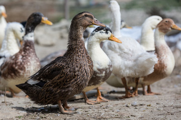 Brown goose walks in the poultry yard.