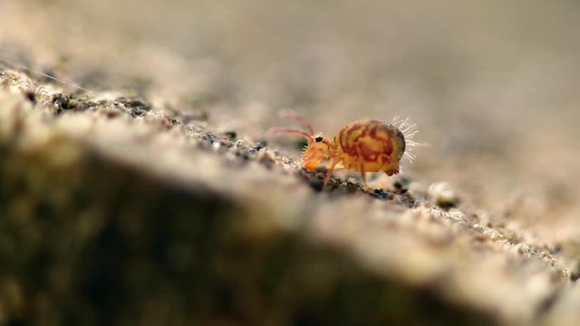 Collembole - Springtail - Dicyrtomina saundersi - collembola - microscopic animal vivant dans les sous-bois