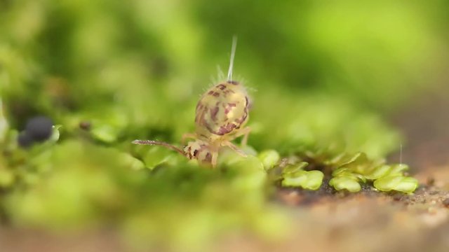 Collembole sur de la mousse - Springtail - Dicyrtomina saundersi - collembola - microscopic animal vivant dans les sous-bois