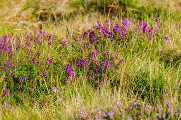 Irische Heide auf einer Weide in den schottischen Highlands