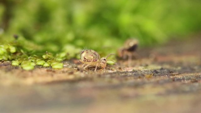 Collembole sur de la mousse - Springtail - Dicyrtomina saundersi - collembola - microscopic animal vivant dans les sous-bois