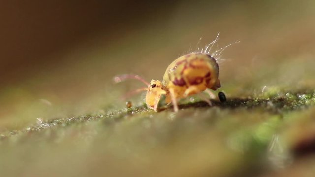 Collembole - Springtail - Dicyrtomina saundersi - collembola - microscopic animal vivant dans les sous-bois