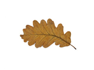 Old oak leaf isolated on white. Autumn leaf.