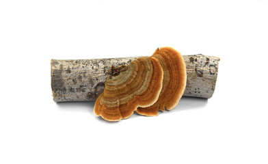 Trametes versicolor isolated on white. Trametes versicolor, also known as coriolus versicolor and...