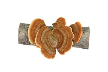 Trametes versicolor isolated on white. Trametes versicolor, also known as coriolus versicolor and...