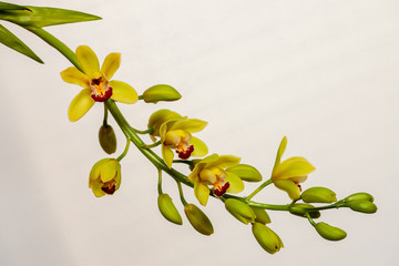 Peduncle of yellow boat orchid (Cymbidium) flowers at white background. Few open blooming flowers...