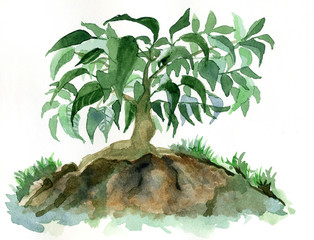  Ficus Benjamin, watercolor bonsai drawing.