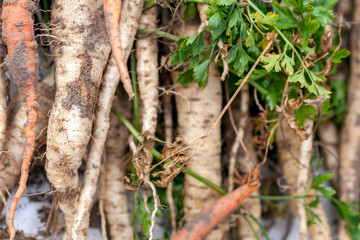Close up shot of dirty carrots fresh from the ground