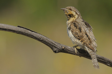 Torcicolo
