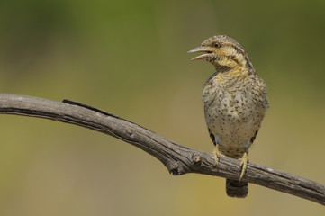 Torcicolo