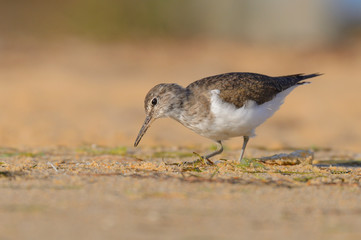 Wood sandpiper - Maçarico bastardo - Tringa glareola