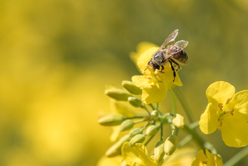 Honneybee collecting nectar on a rape flower