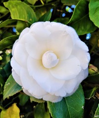 Camelia