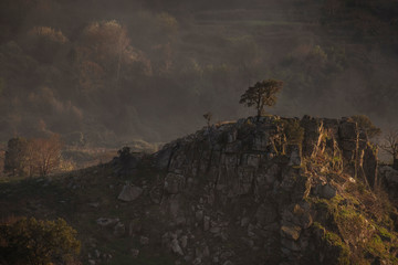 Portugal árvore isolada na montanha em dia de nevoeiro