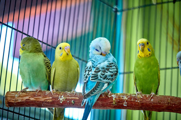 Close up of small caged colorful birds in pet store in morning sun