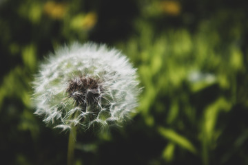 Mature White Dandelion Flower