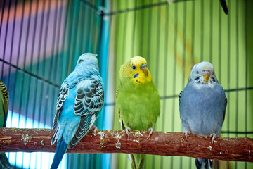 Close up of small caged colorful birds in pet store in morning sun