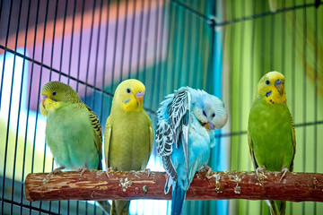 Close up of small caged colorful birds in pet store in morning sun