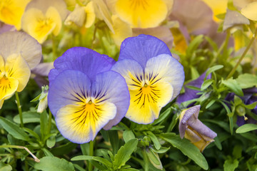 Pansy Flowers vivid yellow and blue spring colors. Macro images of flower faces. Pansies in the garden