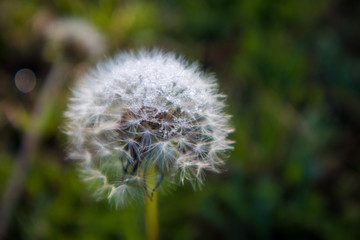 Mature White Dandelion Flower
