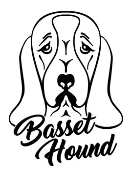 Basset Hound head black and white
