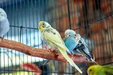 Close up of small caged colorful birds in pet store in morning sun
